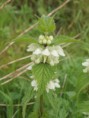 /album/my-local-birding-gallery/white-hemp-nettle-jpg/
